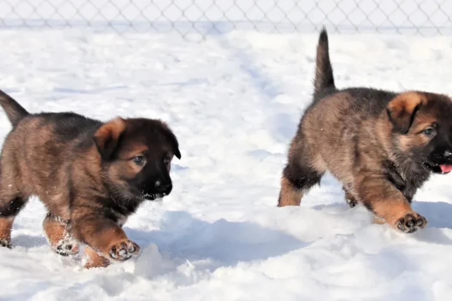 Name The RCMP Puppies!! Here’s How!!
