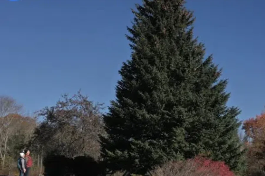 Nova Scotia’s 2025 Tree for Boston is from Lunenburg County!!