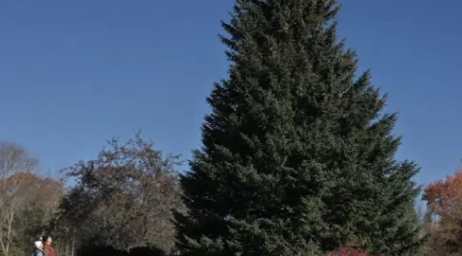 UPDATE: The Tree for Boston has officially been cut down!