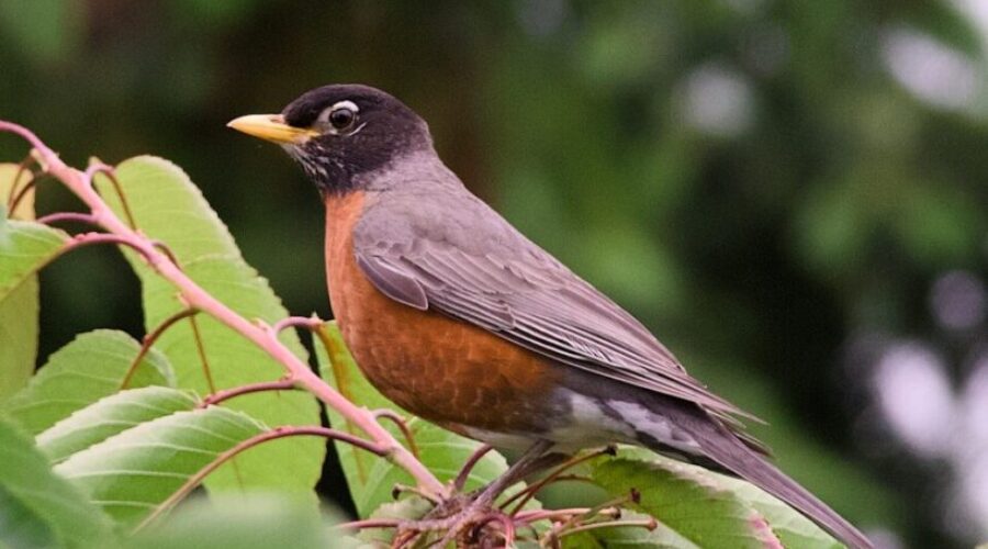 The birds are back in town!