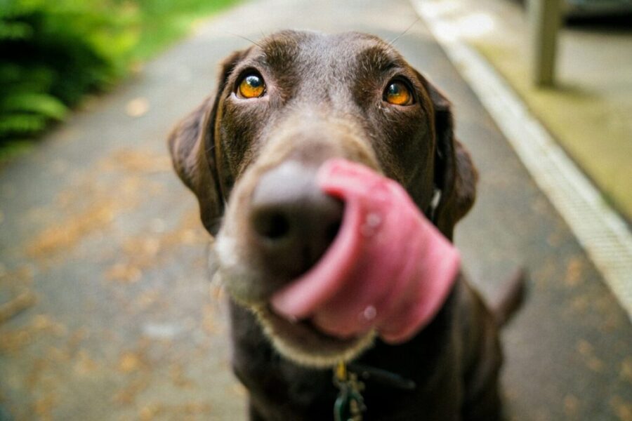 The top dog breeds in Canada