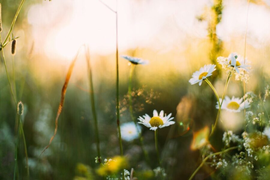 Crossword: All things spring