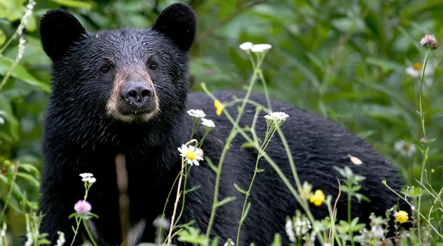 Limpy the Bear to be relocated from Hammonds Plains to Shubenacadie