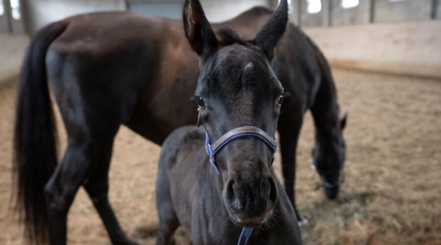 The RCMP name the Foal contest is back