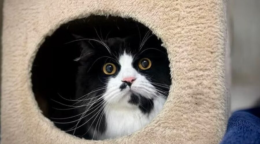 Shaid Tree Animal Shelter Adoptable of the Week: Cadbury