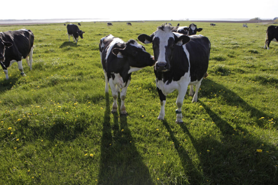 Agropur planning major Bedford expansion