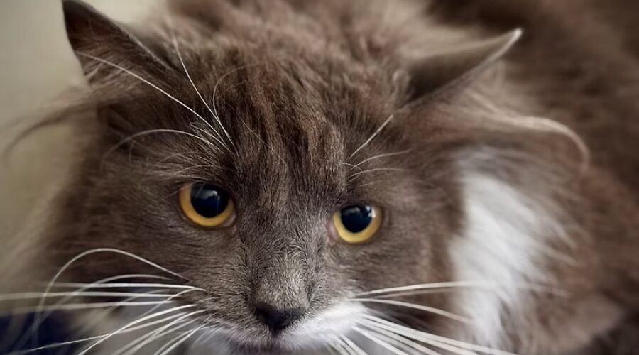 Shaid Tree Animal Shelter Adoptable of the Week: Kobo