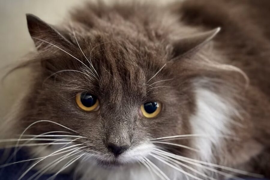 Shaid Tree Animal Shelter Adoptable of the Week: Kobo