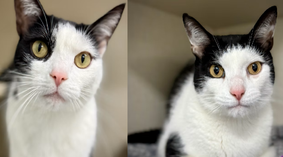 Shaid Tree Animal Shelter Adoptables of the Week: Pisces & Aries 