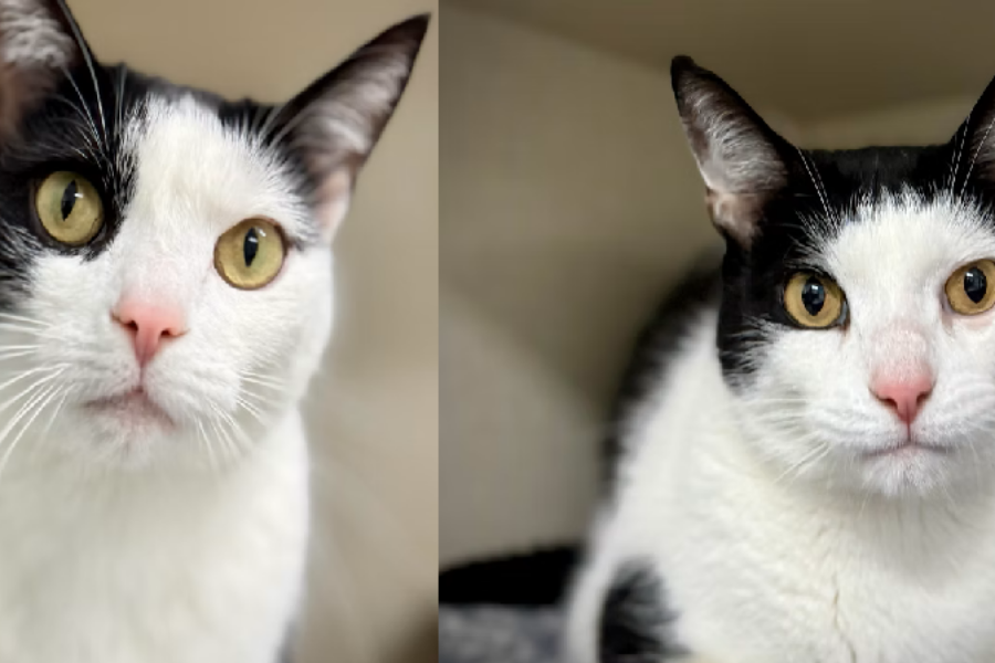 Shaid Tree Animal Shelter Adoptables of the Week: Pisces & Aries 