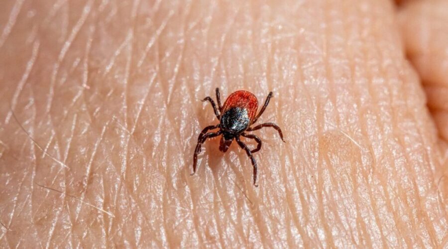 Time to start checking for Ticks