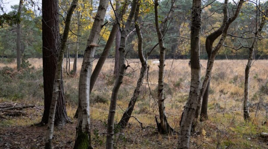 Nova Scotia entering riskier stretch of wildfire season despite wet winter