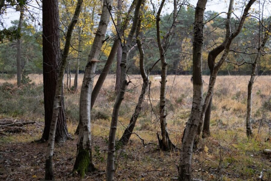Nova Scotia entering riskier stretch of wildfire season despite wet winter