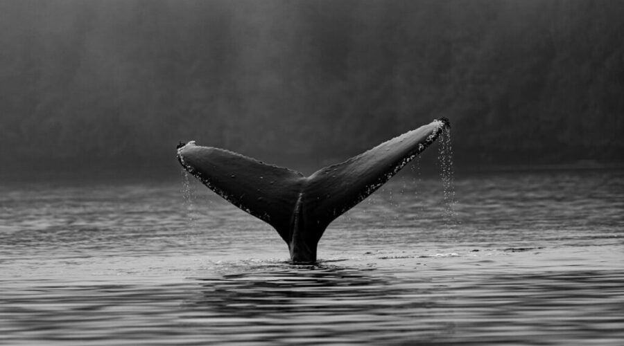 Nova Scotia whale sanctuary project advances with new funding, potential relocation of orcas