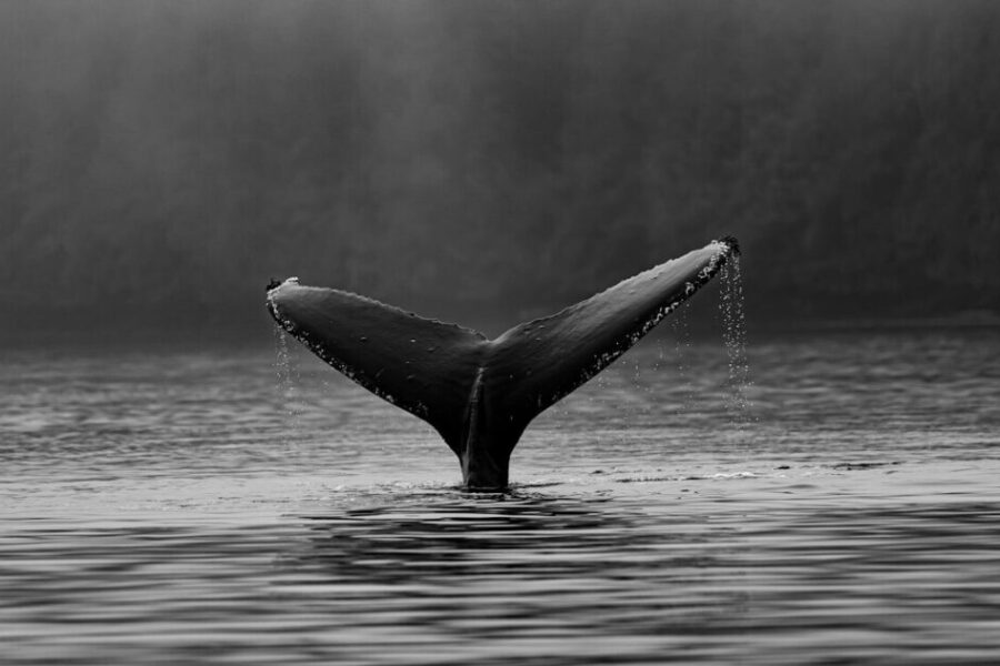 Nova Scotia whale sanctuary project advances with new funding, potential relocation of orcas