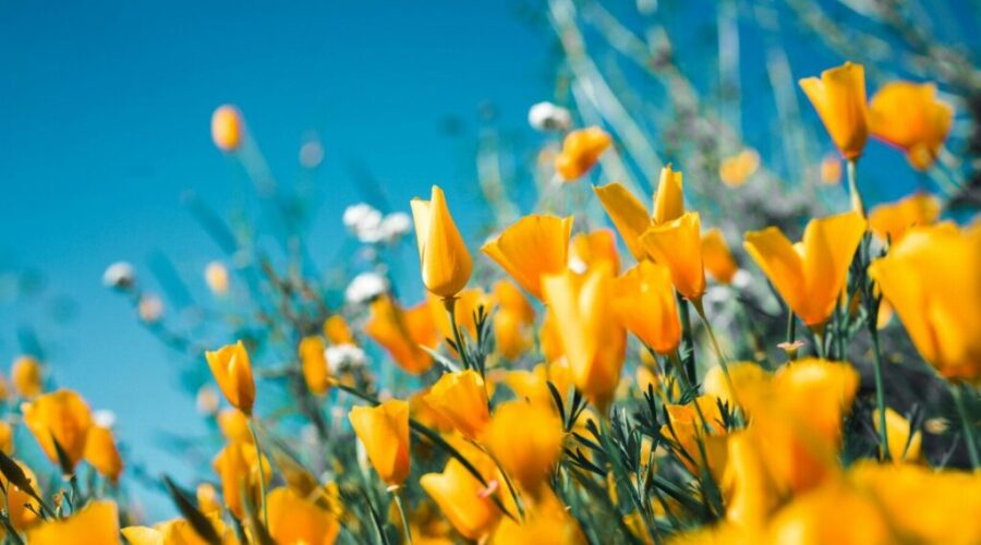 Do April Showers Bring May Flowers?