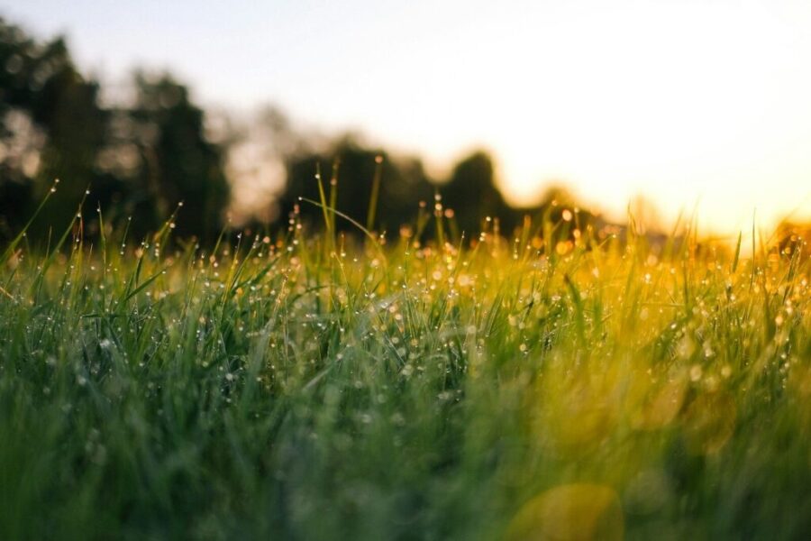 Why the Grass Turns Green Again