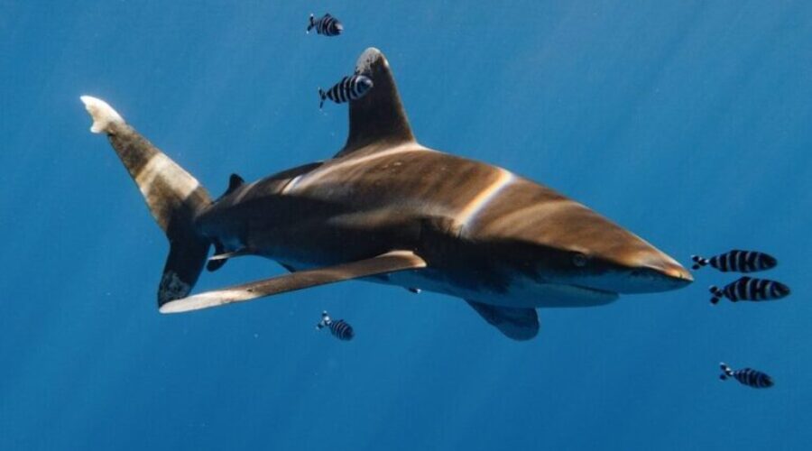 Shark Cage Diving Returns to Nova Scotia