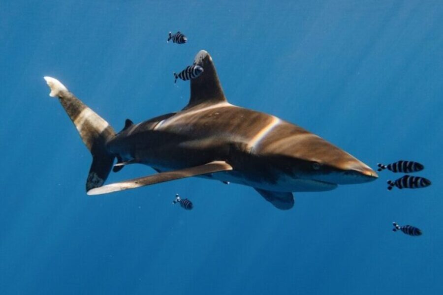 Shark Cage Diving Returns to Nova Scotia