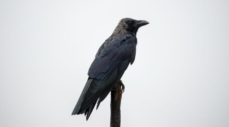 When a Crow Takes Out the Power