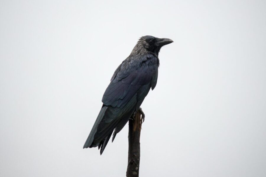 When a Crow Takes Out the Power