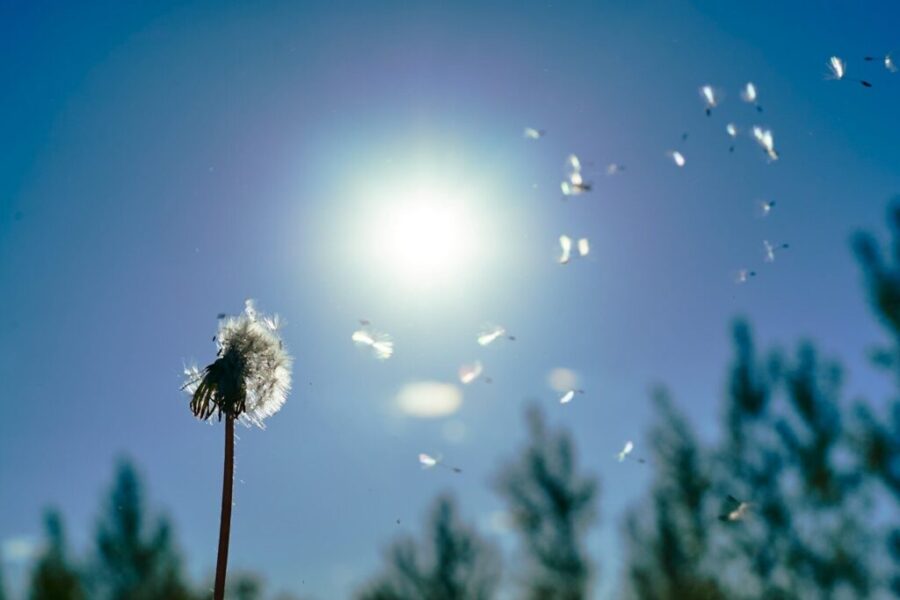 Allergy season in Nova Scotia: What’s in the air right now