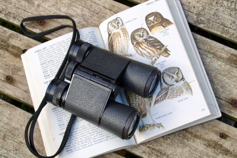 Is that a plane … no, it’s a bird! Celebrating 50 years of bird watching.
