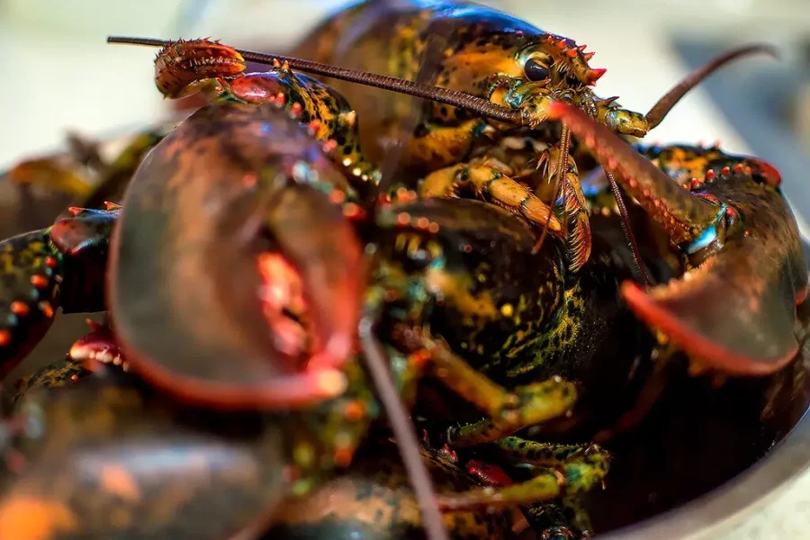 Ottawa supporting South Shore lobster businesses with over $2M in funding