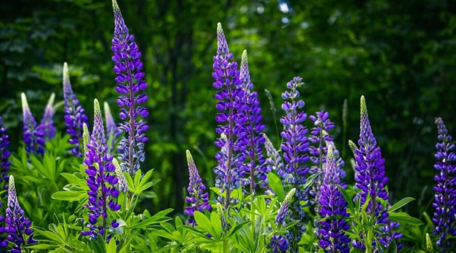Don’t have a green thumb? These easy wildflowers keep your garden bright and low‑effort