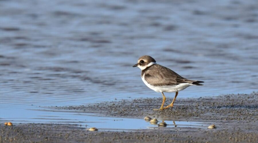 Environmentalists claim win in fight to protect endangered shorebirds in Nova Scotia