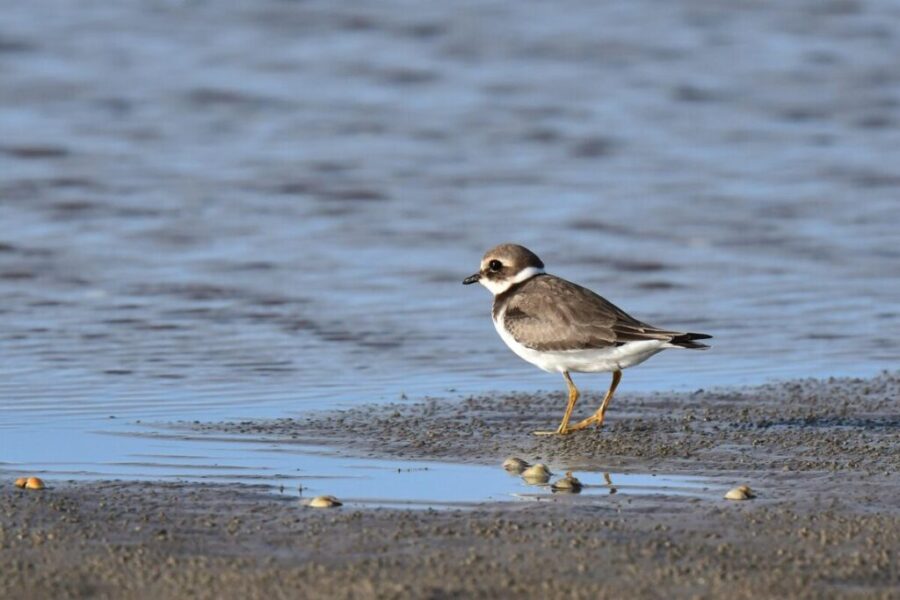 Environmentalists claim win in fight to protect endangered shorebirds in Nova Scotia