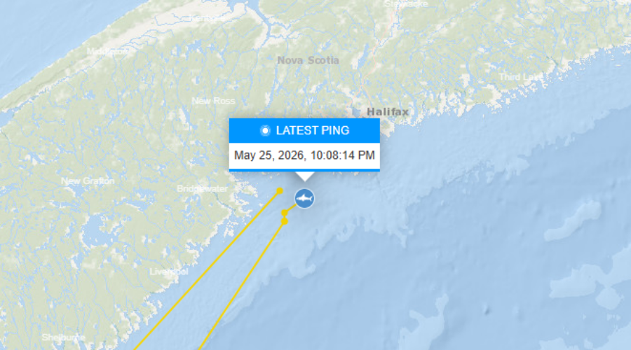 White Shark Nori returns to Nova Scotia