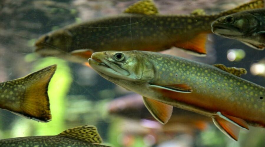 Here fishy fishy…. where are you??
