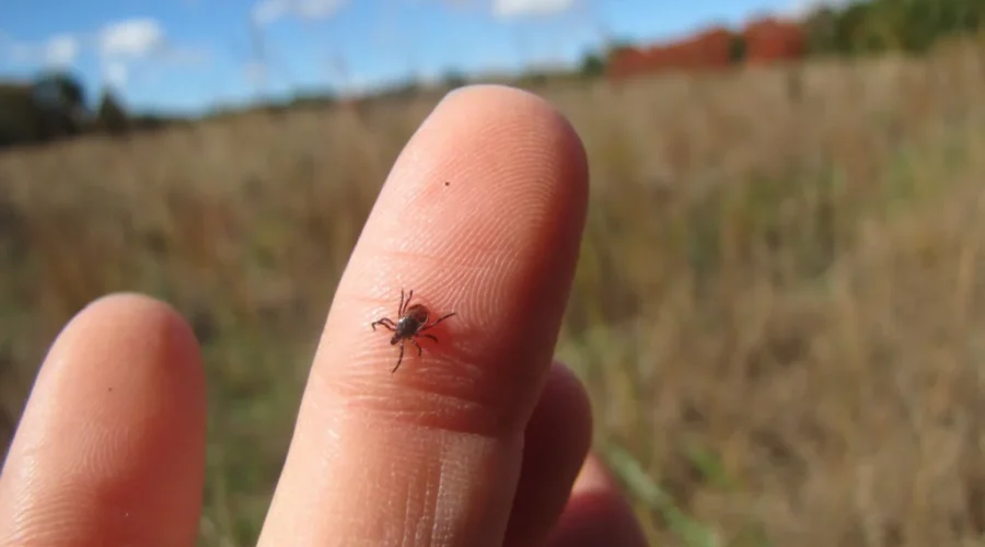 N.S. health officials raise awareness about tick safety as temperatures rise