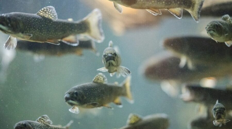 Atlantic Cod Still Struggling
