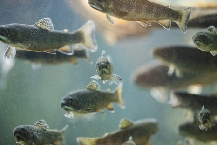 Atlantic Cod Still Struggling