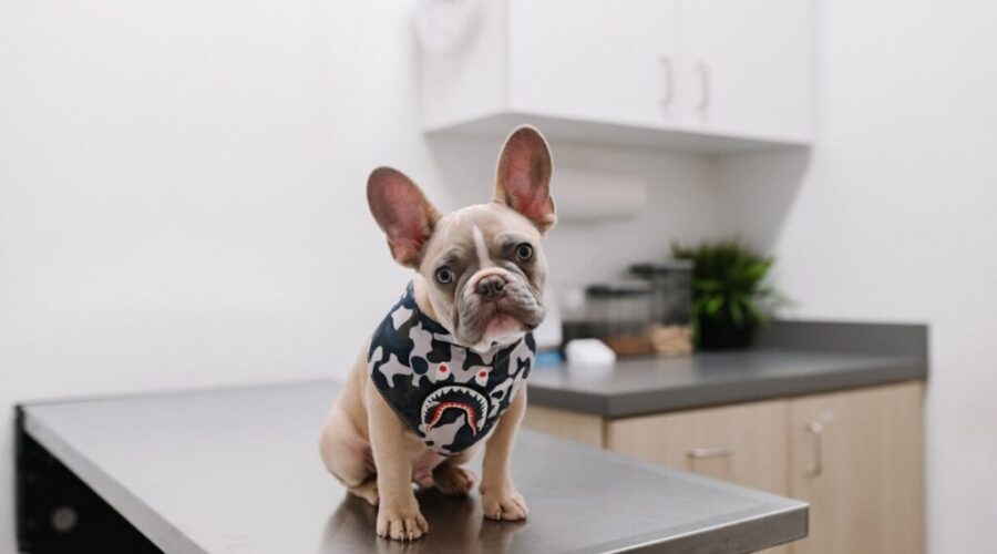 PetSmart Charities aims to expand access to vet care with $200K grant