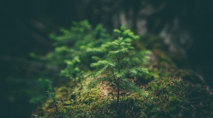 Nova Scotia Expanding Protected Wilderness and Nature Areas Across the Province