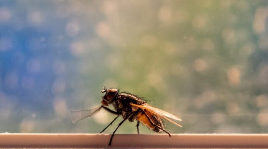 Nova Scotia’s Blackflies Are Back Early, But There Might Actually Be Good News