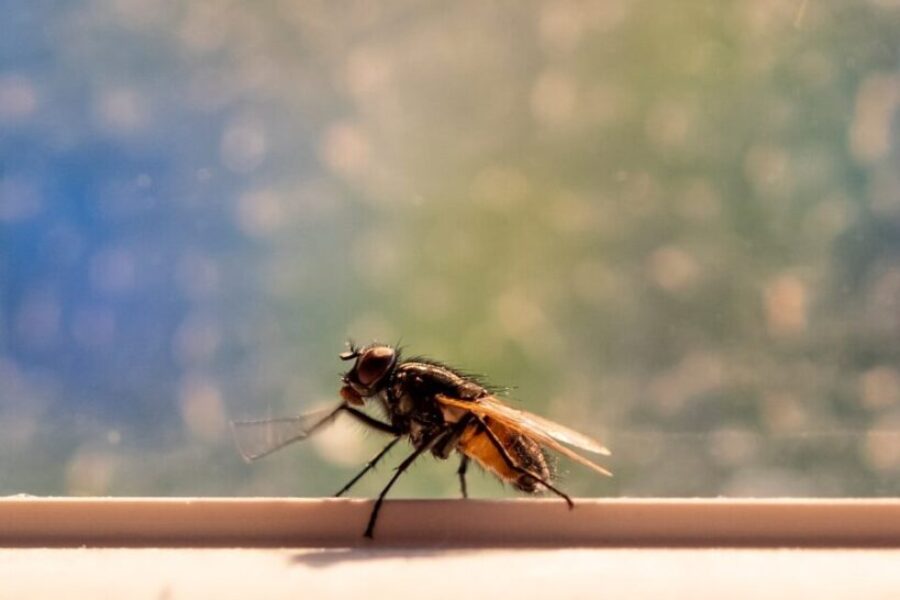 Nova Scotia’s Blackflies Are Back Early, But There Might Actually Be Good News