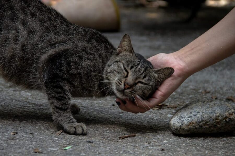 Funding issues forces SPCA to pause program to neuter stray cats