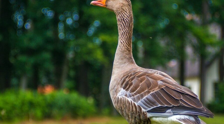 Do you need a porch goose?