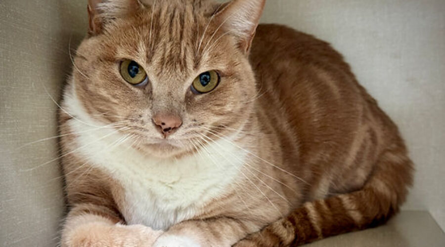 Shaid Tree Animal Shelter Adoptable of the Week: Anastasia