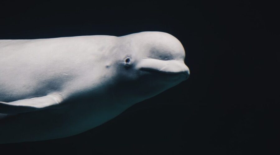 Canada’s Remaining Marineland Belugas May Soon Get a New Home