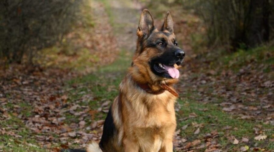 The Littlest Hobo is coming back!
