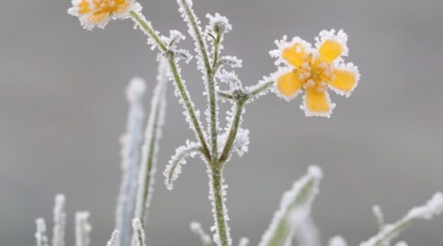 Will June be a month full of frost?
