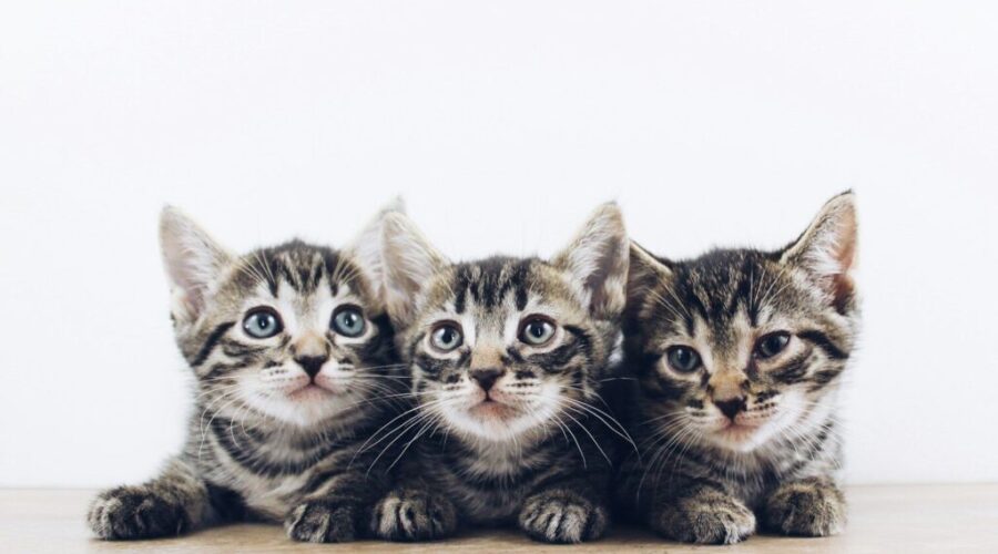 June is “Adopt a cat month”