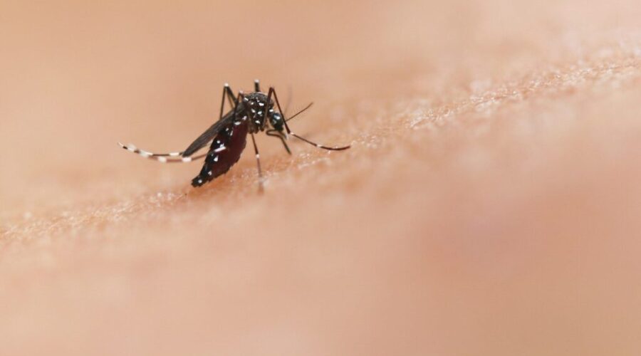 The world’s deadliest animal isn’t what you think